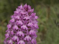 Anacamptis pyramidalis 9, Hondskruid, Saxifraga-Jan van der Straaten