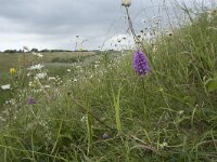 Anacamptis pyramidalis 90, Hondskruid, Saxifraga-Willem van Kruijsbergen