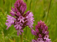Anacamptis pyramidalis 91, Hondskruid, Saxifraga-Harry Jans
