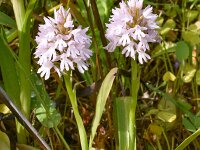 Anacamptis pyramidalis 92, Hondskruid, Saxifraga-Harry Jans