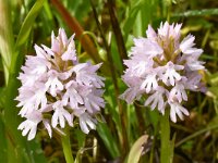 Anacamptis pyramidalis 93, Hondskruid, Saxifraga-Harry Jans