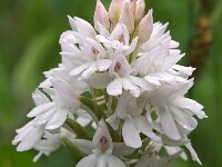 Anacamptis pyramidalis var alba 45, Hondskruid, Saxifraga-Hans Dekker