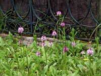 Anacamptis pyramidalis var brachystasis 46, Saxifraga-Hans Dekker