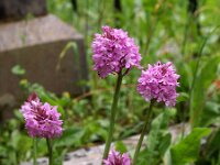 Anacamptis pyramidalis var brachystasis 47, Saxifraga-Hans Dekker