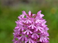Anacamptis pyramidalis var brachystasis 48, Saxifraga-Hans Dekker