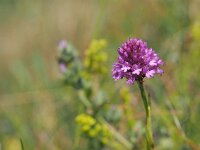 Anacamptis pyramidalis var dunensis 70, Saxifraga-Hans Dekker