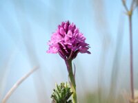 Anacamptis pyramidalis var dunensis 71, Saxifraga-Hans Dekker