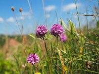 Anacamptis pyramidalis var dunensis 72, Saxifraga-Hans Dekker