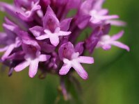 Anacamptis pyramidalis var dunensis 73, Saxifraga-Hans Dekker
