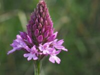 Anacamptis pyramidalis var dunensis 74, Saxifraga-Hans Dekker