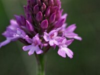 Anacamptis pyramidalis var dunensis 75, Saxifraga-Hans Dekker