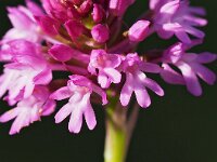 Anacamptis pyramidalis var dunensis 76, Saxifraga-Hans Dekker