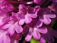 Anacamptis pyramidalis var dunensis 77, Saxifraga-Hans Dekker