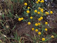 Anacyclus valentinus 2, Saxifraga-Piet Zomerdijk