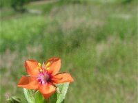 Anagallis arvensis ssp arvensis 13, Rood guichelheil, Saxifraga-Jasenka Topic