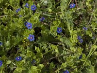 Anagallis arvensis ssp arvensis 21, Rood guichelheil, Saxifraga-Willem van Kruijsbergen