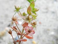 Anagallis arvensis ssp arvensis 31, Rood guichelheil, Saxifraga-Rutger Barendse