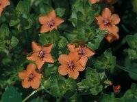Anagallis arvensis ssp arvensis 38, Rood guichelheil, Saxifraga-Jan van der Straaten