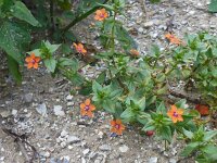 Anagallis arvensis ssp arvensis 40, Rood guichelheil, Saxifraga-Jelle van Dijk