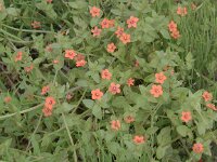 Anagallis arvensis ssp arvensis 41, Rood guichelheil, Saxifraga-Peter Meininger