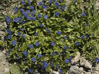 Anagallis arvensis ssp foemina 25, Blauw guichelheil, Saxifraga-Willem van Kruijsbergen