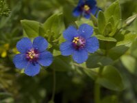 Anagallis arvensis ssp foemina 28, Blauw guichelheil, Saxifraga-Willem van Kruijsbergen