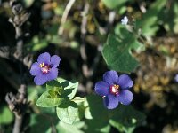 Anagallis arvensis ssp foemina 30, Blauw guichelheil, Saxifraga-Jan van der Straaten