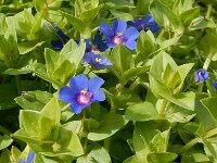 Anagallis arvensis ssp foemina 31, Blauw guichelheil, Saxifraga-Peter Meininger