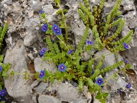 Anagallis arvensis ssp foemina 32, Blauw guichelheil, Saxifraga-Harry Jans