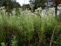 Anagallis margarita 5, Saxifraga-Rutger Barendse