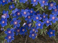 Anagallis monelli 10, Saxifraga-Willem van Kruijsbergen