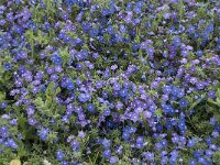 Anagallis monelli 12, Saxifraga-Jan van der Straaten