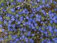 Anagallis monelli 13, Saxifraga-Jan van der Straaten