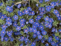 Anagallis monelli 14, Saxifraga-Jan van der Straaten