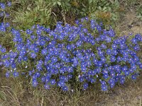 Anagallis monelli 15, Saxifraga-Jan van der Straaten