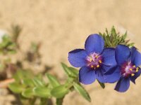 Anagallis monelli 16, Saxifraga-Jan van der Straaten