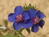 Anagallis monelli 17, Saxifraga-Willem van Kruijsbergen