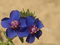 Anagallis monelli 18, Saxifraga-Jan van der Straaten