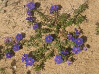 Anagallis monelli 19, Saxifraga-Jan van der Straaten