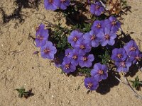 Anagallis monelli 2, Saxifraga-Piet Zomerdijk