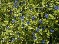 Anagallis monelli 21, Saxifraga-Willem van Kruijsbergen