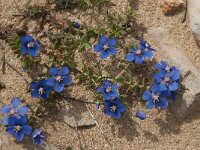 Anagallis monelli 22, Saxifraga-Willem van Kruijsbergen