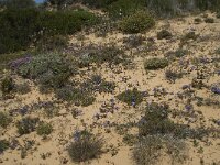 Anagallis monelli 25, Saxifraga-Willem van Kruijsbergen