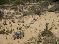 Anagallis monelli 26, Saxifraga-Willem van Kruijsbergen