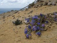 Anagallis monelli 27, Saxifraga-Willem van Kruijsbergen