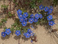 Anagallis monelli 29, Saxifraga-Willem van Kruijsbergen