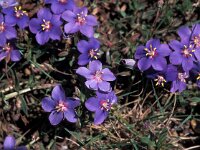 Anagallis monelli 3, Saxifraga-Jan van der Straaten