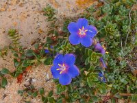 Anagallis monelli 30, Saxifraga-Peter Meininger