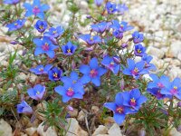 Anagallis monelli 31, Saxifraga-Ed Stikvoort