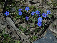 Anagallis monelli 34, Saxifraga-Ed Stikvoort
